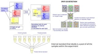 Comprehensive Overview of 2D Gel Electrophoresis in Proteomics and ...