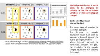 Comprehensive Overview of 2D Gel Electrophoresis in Proteomics and ...