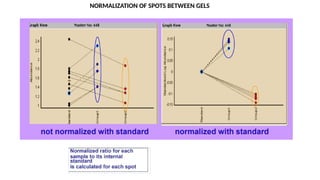 Comprehensive Overview of 2D Gel Electrophoresis in Proteomics and ...