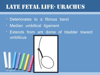 URACHAL MASSES. Dr Saneej | PPTX