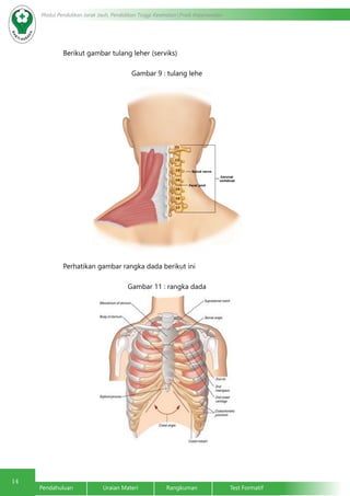 14 Modul Pendidikan Jarak Jauh, Pendidikan Tinggi Kesehatan Prodi Keperawatan 
Berikut gambar tulang leher (serviks) 
Gambar 9 : tulang lehe 
Perhatikan gambar rangka dada berikut ini 
Gambar 11 : rangka dada 
Pendahuluan Uraian Materi Rangkuman Test Formatif 
 