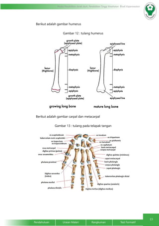 15 
Modul Pendidikan Jarak Jauh, Pendidikan Tinggi Kesehatan Prodi Keperawatan 
Berikut adalah gambar humerus 
Gambar 12 : tulang humerus 
Berikut adalah gambar carpal dan metacarpal 
Gambar 13 : tulang pada telapak tangan 
Pendahuluan Uraian Materi Rangkuman Test Formatif 
 