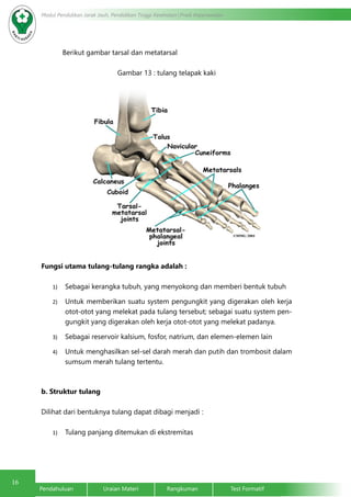 16 Modul Pendidikan Jarak Jauh, Pendidikan Tinggi Kesehatan Prodi Keperawatan 
Berikut gambar tarsal dan metatarsal 
Gambar 13 : tulang telapak kaki 
Fungsi utama tulang-tulang rangka adalah : 
1) Sebagai kerangka tubuh, yang menyokong dan memberi bentuk tubuh 
2) Untuk memberikan suatu system pengungkit yang digerakan oleh kerja 
otot-otot yang melekat pada tulang tersebut; sebagai suatu system pen-gungkit 
yang digerakan oleh kerja otot-otot yang melekat padanya. 
3) Sebagai reservoir kalsium, fosfor, natrium, dan elemen-elemen lain 
4) Untuk menghasilkan sel-sel darah merah dan putih dan trombosit dalam 
sumsum merah tulang tertentu. 
b. Struktur tulang 
Dilihat dari bentuknya tulang dapat dibagi menjadi : 
1) Tulang panjang ditemukan di ekstremitas 
Pendahuluan Uraian Materi Rangkuman Test Formatif 
 