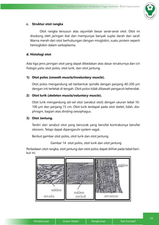 19 
Modul Pendidikan Jarak Jauh, Pendidikan Tinggi Kesehatan Prodi Keperawatan 
c. Struktur otot rangka 
Otot rangka tersusun atas sejumlah besar serat-serat otot. Otot ini 
disokong oleh jaringan ikat dan mempunyai banyak suplai darah dan saraf. 
Warna merah dari otot berhubungan dengan mioglobin, suatu protein seperti 
hemoglobin dalam sarkoplasma. 
d. Histologi otot 
Ada tiga jenis jaringan otot yang dapat dibedakan atas dasar strukturnya dan ciri 
fiologis yaitu otot polos, otot lurik, dan otot jantung. 
1) Otot polos (smooth muscle/involuntary muscle). 
Otot polos mengandung sel berbentuk spindle dengan panjang 40-200 μm 
dengan inti terletak di tengah. Otot polos tidak dibawah pengaruh kehendak. 
2) Otot lurik (skeleton muscle/voluntary muscle). 
Otot lurik mengandung sel-sel otot (serabut otot) dengan ukuran tebal 10- 
100 μm dan panjang 15 cm. Otot lurik terdapat pada otot skelet, lidah, dia-phragm, 
bagian atas dinding oesophagus. 
3) Otot Jantung. 
Terdiri dari serabut otot yang bercorak yang bersifat kontraksinya bersifat 
otonom. Tetapi dapat dipengaruhi system vagal.. 
Berikut gambar otot polos, otot lurik dan otot jantung. 
Gambar 14 otot polos, otot lurik dan otot jantung 
Perbedaan otot rangka, otot jantung dan otot polos dapat dilihat pada tabel beri-kut 
ini. 
Pendahuluan Uraian Materi Rangkuman Test Formatif 
 