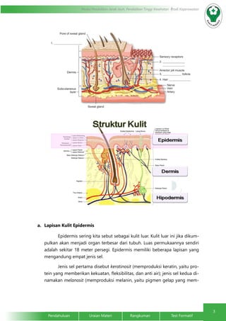 3 
Modul Pendidikan Jarak Jauh, Pendidikan Tinggi Kesehatan Prodi Keperawatan 
a. Lapisan Kulit Epidermis 
Epidermis sering kita sebut sebagai kulit luar. Kulit luar ini jika dikum-pulkan 
akan menjadi organ terbesar dari tubuh. Luas permukaannya sendiri 
adalah sekitar 18 meter persegi. Epidermis memiliki beberapa lapisan yang 
mengandung empat jenis sel. 
Jenis sel pertama disebut keratinosit (memproduksi keratin, yaitu pro-tein 
yang memberikan kekuatan, fleksibilitas, dan anti air); jenis sel kedua di-namakan 
melanosit (memproduksi melanin, yaitu pigmen gelap yang mem- 
Pendahuluan Uraian Materi Rangkuman Test Formatif 
 