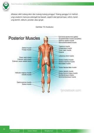 24 Modul Pendidikan Jarak Jauh, Pendidikan Tinggi Kesehatan Prodi Keperawatan 
dibatasi oleh tulang ekor dan tulang-tulang pinggul. Tulang panggul ini melind-ungi 
anatomi manusia setengah ke bawah, seperti alat pencernaan, rahim, kand-ung 
kemih, rektum, prostat. atau ginjal. 
Gambar 15 muskulus 
Pendahuluan Uraian Materi Rangkuman Test Formatif 
 