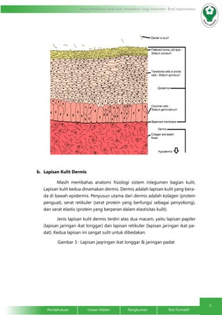 5 
Modul Pendidikan Jarak Jauh, Pendidikan Tinggi Kesehatan Prodi Keperawatan 
b. Lapisan Kulit Dermis 
Masih membahas anatomi fisiologi sistem integumen bagian kulit, 
Lapisan kulit kedua dinamakan dermis. Dermis adalah lapisan kulit yang bera-da 
di bawah epidermis. Penyusun utama dari dermis adalah kolagen (protein 
penguat), serat retikuler (serat protein yang berfungsi sebagai penyokong), 
dan serat elastis (protein yang berperan dalam elastisitas kulit). 
Jenis lapisan kulit dermis terdiri atas dua macam, yaitu lapisan papiler 
(lapisan jaringan ikat longgar) dan lapisan retikuler (lapisan jaringan ikat pa-dat). 
Kedua lapisan ini sangat sulit untuk dibedakan. 
Gambar 3 : Lapisan jaqringan ikat longgar & jaringan padat 
Pendahuluan Uraian Materi Rangkuman Test Formatif 
 