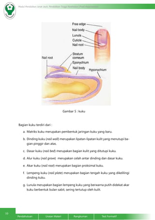 10 Modul Pendidikan Jarak Jauh, Pendidikan Tinggi Kesehatan Prodi Keperawatan 
Gambar 5 : kuku 
Bagian kuku terdiri dari : 
a. Matriks kuku merupakan pembentuk jaringan kuku yang baru. 
b. Dinding kuku (nail wall) merupakan lipatan-lipatan kulit yang menutupi ba-gian 
pinggir dan atas. 
c. Dasar kuku (nail bed) merupakan bagian kulit yang ditutupi kuku. 
d. Alur kuku (nail grove) merupakan celah antar dinding dan dasar kuku. 
e. Akar kuku (nail root) merupakan bagian proksimal kuku. 
f. Lempeng kuku (nail plate) merupakan bagian tengah kuku yang dikelilingi 
dinding kuku. 
g. Lunula merupakan bagian lempeng kuku yang berwarna putih didekat akar 
kuku berbentuk bulan sabit, sering tertutup oleh kulit. 
Pendahuluan Uraian Materi Rangkuman Test Formatif 
 