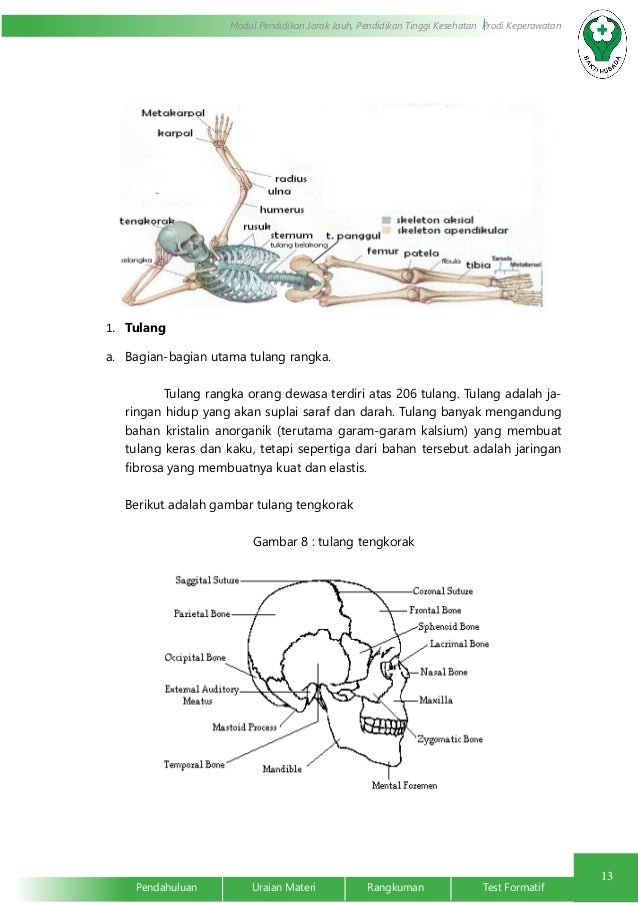 Sistem Integumen Dan Muskuloskeletal
