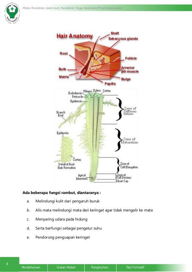Sistem Integumen dan Muskuloskeletal Sistem Integumen dan Muskuloskeletal