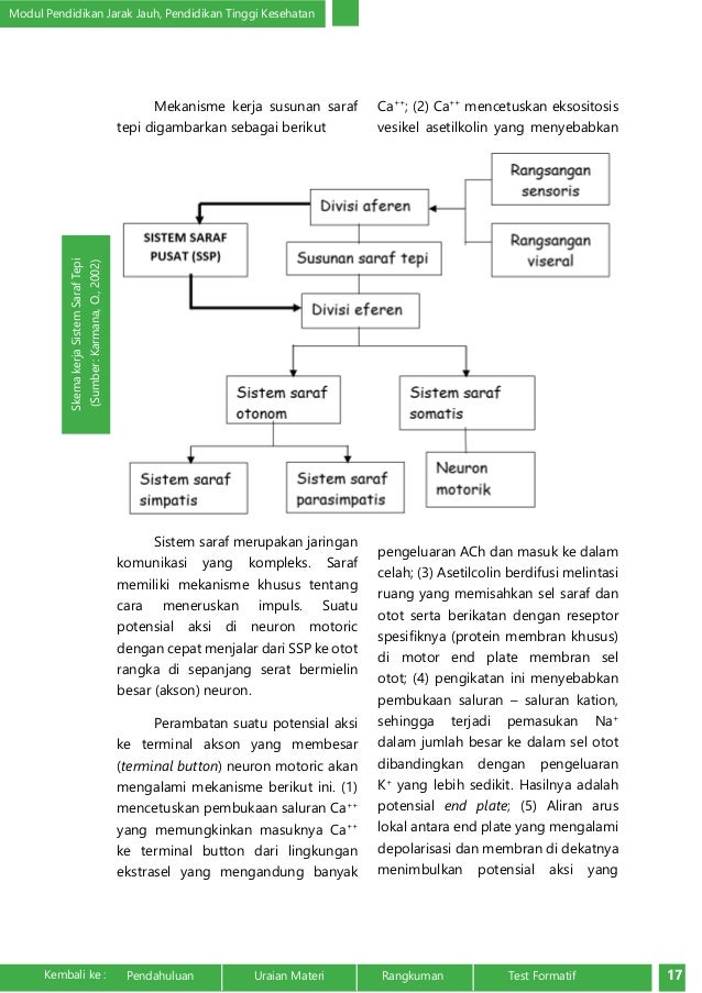 Anatomi dan Fisiologi Sistem Saraf