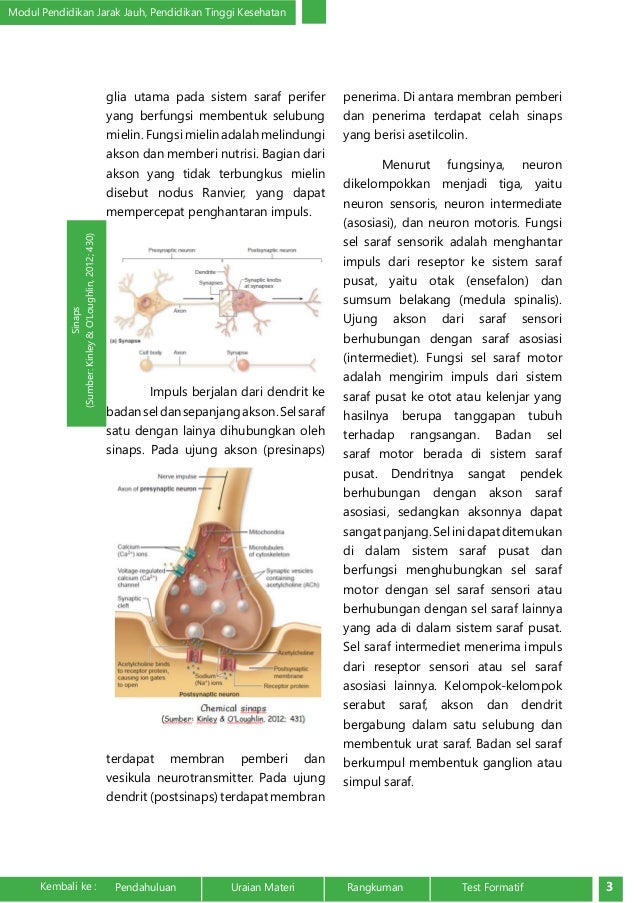 Anatomi dan Fisiologi Sistem Saraf