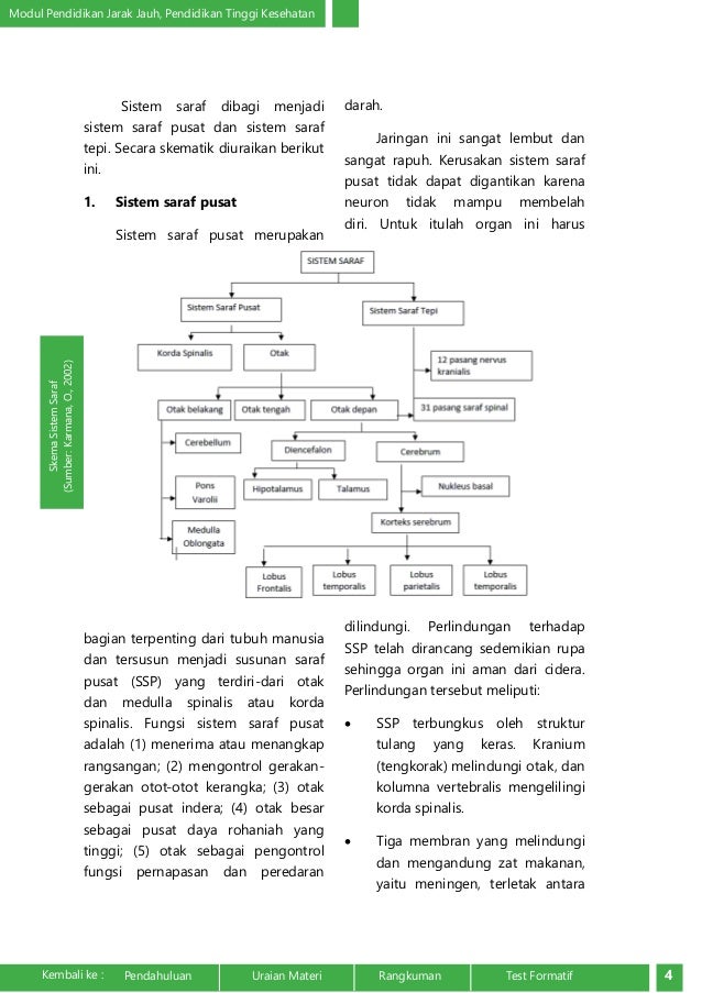 Struktur Dan Fungsi Sistem Saraf Pdf