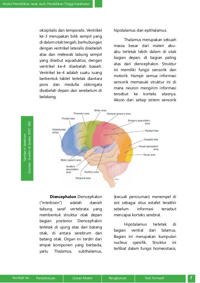 Anatomi dan Fisiologi Sistem Saraf