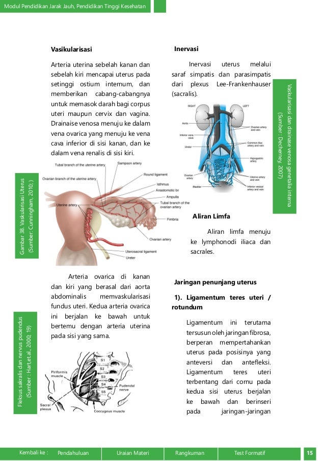 Anatomi Fisiologi Sistem Reproduksi