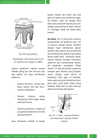 Modul Pendidikan Jarak Jauh, Pendidikan Tinggi Kesehatan 
Gb. 40 (reproduksi) 
Pandangan mikroskop dari kulit 
ari (epidermis) (Evelyn P., 2002) 
Lapisan epidermal. Lapisan tanduk 
terletak paling luar, dan tersusun atas 
tiga lapisan sel yang membentuk 
epidermis. 
- Stratum korneum, selnya tipis, 
datar, seperti sisik dan terus-mene­rus 
dilepaskan. 
- Stratum lusidum, selnya 
mempunyai batas tegas tetapi 
tidak ada intinya. 
- Stratum granulosum, selapis sel 
yang jelas tampak berisi inti dan 
juga granulosum. 
Zona Germinalis terletak di bawah 
Kembali ke : Pendahuluan Uraian Materi Rangkuman Tes Formatif 44 lapisan tanduk dan terdiri atas dua 
lapis sel epitel yang berbentuk tegas. 
Sel berduri, yaitu sel dengan fibril 
halus yang menyambung sel yang satu 
dengan yang lainnya di dalam lapisan 
ini, sehingga setiap sel se­akan- 
akan 
berduri. 
Sel basal. Sel ini yang terus-menerus 
memproduksi sel epidermis baru. Sel 
ini disusun dengan teratur, berderet 
dengan rapat mem­bentuk 
lapisan 
pertama atau lapisan dua sel pertama 
dari sel basal yang duduk di atas papila 
dermis tidak berisi pembuluh darah. 
Saluran kelenjar keri­ngat 
menembus 
epidermis dan mendampingi rambut. 
Sel epidermis membatasi folikel 
rambut. Di atas permukaan epidermis 
terdapat garis lekukan yang berjalan 
sesuai dengan papil dermis di 
bawahnya. Garis ­garis 
ini berbeda-beda: 
pada ujung jari berbentuk ukiran 
yang jelas, yang pada setiap orang 
berbeda. Maka dari itu studi sidik jari 
dalam kri­minologi 
dilandaskan. 
Gb. 41 — Kulit, memperlihatkan 
pembentukan sebuah folikel 
rambut 
 