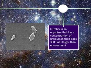 Citrober is an
organism that has a
consentrattion of
uranium in their body
300 tines larger than
environment
 