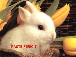 PASTE FERICIT! 