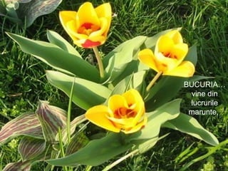 BUCURIA… vine din lucrurile marunte,  