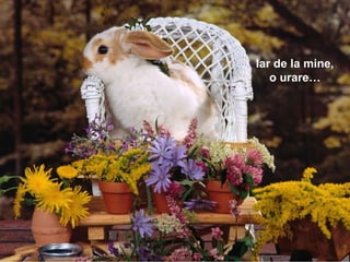 Iar de la mine, o urare… 