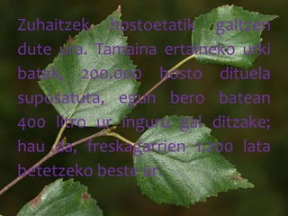 Zuhaitzek hostoetatik galtzen
dute ura. Tamaina ertaineko urki
batek, 200.000 hosto dituela
suposatuta, egun bero batean
400 litro ur inguru gal ditzake;
hau da, freskagarrien 1.200 lata
betetzeko beste ur.
 