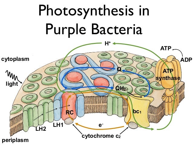 Towards Cell Scale Molecular Dyamics - K. Schulten, July 2012