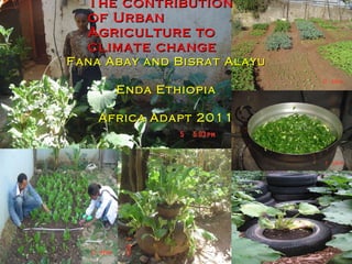The contribution of Urban Agriculture to climate change  Fana Abay and Bisrat Alayu  Enda Ethiopia Africa Adapt 2011 