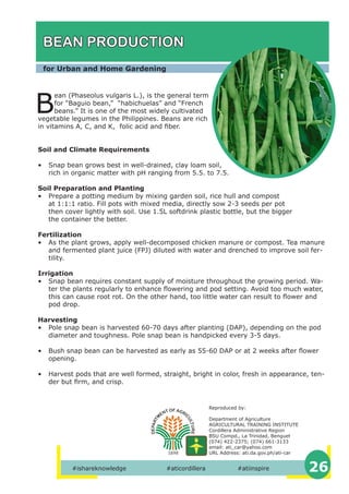 #ishareknowledge #aticordillera #atiinspire 26
BEAN PRODUCTION
for Urban and Home Gardening
B
ean (Phaseolus vulgaris L.), is the general term
for “Baguio bean,” “habichuelas” and “French
beans.” It is one of the most widely cultivated
vegetable legumes in the Philippines. Beans are rich
in vitamins A, C, and K, folic acid and fiber.
Soil and Climate Requirements
• Snap bean grows best in well-drained, clay loam soil,
rich in organic matter with pH ranging from 5.5. to 7.5.
Soil Preparation and Planting
• Prepare a potting medium by mixing garden soil, rice hull and compost
at 1:1:1 ratio. Fill pots with mixed media, directly sow 2-3 seeds per pot
then cover lightly with soil. Use 1.5L softdrink plastic bottle, but the bigger
the container the better.
Fertilization
• As the plant grows, apply well-decomposed chicken manure or compost. Tea manure
and fermented plant juice (FPJ) diluted with water and drenched to improve soil fer-
tility.
Irrigation
• Snap bean requires constant supply of moisture throughout the growing period. Wa-
ter the plants regularly to enhance flowering and pod setting. Avoid too much water,
this can cause root rot. On the other hand, too little water can result to flower and
pod drop.
Harvesting
• Pole snap bean is harvested 60-70 days after planting (DAP), depending on the pod
diameter and toughness. Pole snap bean is handpicked every 3-5 days.
• Bush snap bean can be harvested as early as 55-60 DAP or at 2 weeks after flower
opening.
• Harvest pods that are well formed, straight, bright in color, fresh in appearance, ten-
der but firm, and crisp.
Reproduced by:
Department of Agriculture
AGRICULTURAL TRAINING INSTITUTE
Cordillera Administrative Region
BSU Compd., La Trinidad, Benguet
(074) 422-2375; (074) 661-3133
email: ati_car@yahoo.com
URL Address: ati.da.gov.ph/ati-car
 
