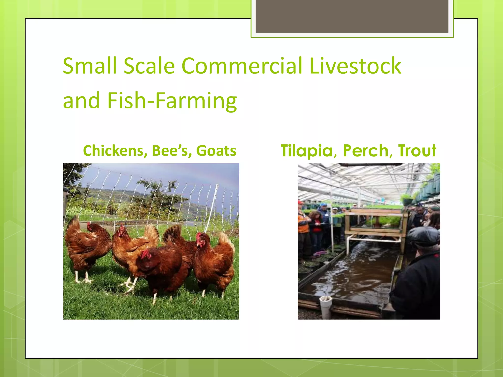 Small Scale Commercial Livestock and Fish-FarmingChickens, Bee’s, GoatsTilapia, Perch, Trout