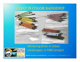 WHAT IS COLOR BANDING?
              BANDING?




      Wintering Birds in Urban
      Landscapes: A PSBO project
    Sound Science→Scientific Information→ Informed Public
 