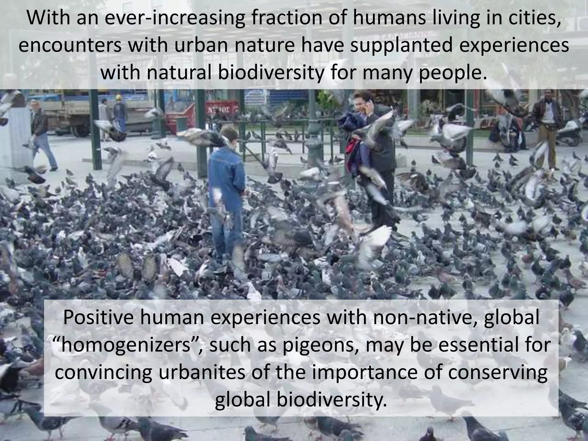 Positive human experiences with non-native, global
“homogenizers”, such as pigeons, may be essential for
convincing urbanites of the importance of conserving
global biodiversity.
With an ever-increasing fraction of humans living in cities,
encounters with urban nature have supplanted experiences
with natural biodiversity for many people.
 