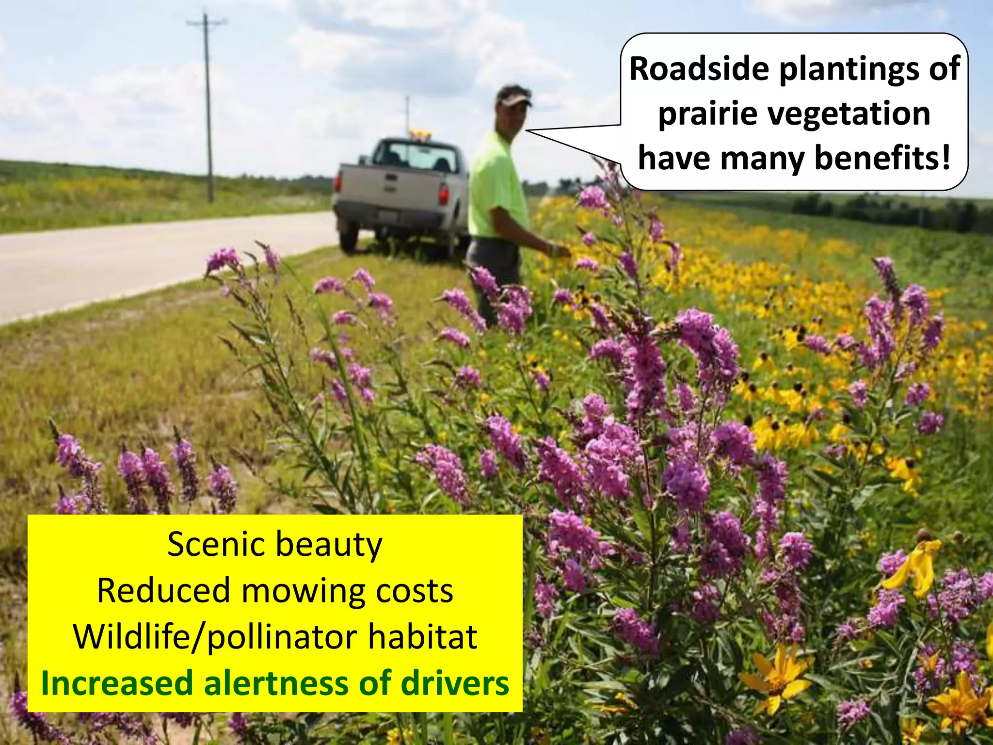 Scenic beauty
Reduced mowing costs
Wildlife/pollinator habitat
Increased alertness of drivers
Roadside plantings of
prairie vegetation
have many benefits!
 