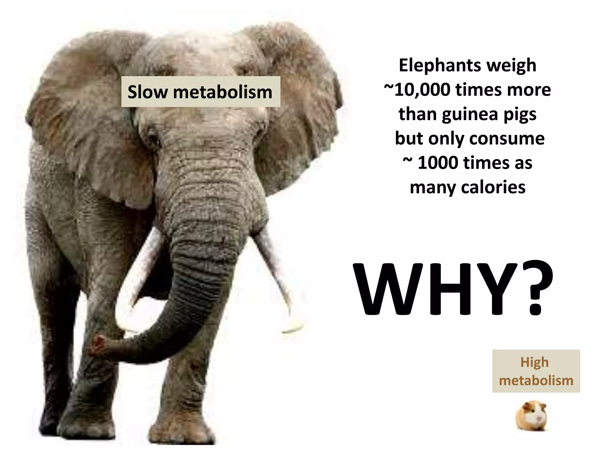 Elephants weigh
~10,000 times more
than guinea pigs
but only consume
~ 1000 times as
many calories
WHY?
Slow metabolism
High
metabolism
 