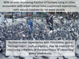 Positive human experiences with non-native, global
“homogenizers”, such as pigeons, may be essential for
convincing urbanites of the importance of conserving
global biodiversity.
With an ever-increasing fraction of humans living in cities,
encounters with urban nature have supplanted experiences
with natural biodiversity for many people.
 