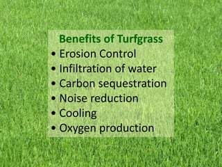 Benefits of Turfgrass
• Erosion Control
• Infiltration of water
• Carbon sequestration
• Noise reduction
• Cooling
• Oxygen production
 