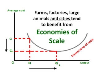 Farms, factories, large
animals and cities tend
to benefit from
Economies of
Scale
 