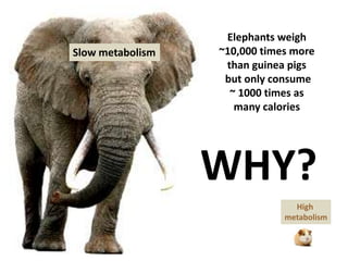 Elephants weigh
~10,000 times more
than guinea pigs
but only consume
~ 1000 times as
many calories
WHY?
Slow metabolism
High
metabolism
 