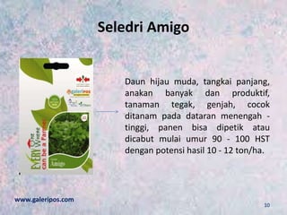 Seledri Amigo
Daun hijau muda, tangkai panjang,
anakan banyak dan produktif,
tanaman tegak, genjah, cocok
ditanam pada dataran menengah -
tinggi, panen bisa dipetik atau
dicabut mulai umur 90 - 100 HST
dengan potensi hasil 10 - 12 ton/ha.
www.galeripos.com
10
 