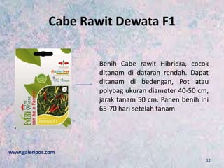 Cabe Rawit Dewata F1
Benih Cabe rawit Hibridra, cocok
ditanam di dataran rendah. Dapat
ditanam di bedengan, Pot atau
polybag ukuran diameter 40-50 cm,
jarak tanam 50 cm. Panen benih ini
65-70 hari setelah tanam
www.galeripos.com
12
 