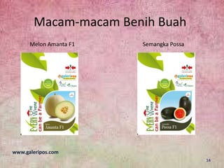 Macam-macam Benih Buah
www.galeripos.com
Melon Amanta F1 Semangka Possa
14
 