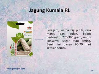 Jagung Kumala F1
Seragam, warna biji putih, rasa
manis dan pulen, bobot
pertongkol 270-300 gram, untuk
konsumsi segar atau kering.
Benih ini panen 65-70 hari
setelah semai.
www.galeripos.com
16
 