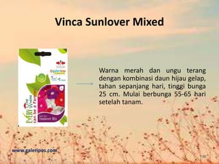 Vinca Sunlover Mixed
Warna merah dan ungu terang
dengan kombinasi daun hijau gelap,
tahan sepanjang hari, tinggi bunga
25 cm. Mulai berbunga 55-65 hari
setelah tanam.
www.galeripos.com
20
 