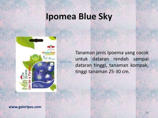 Ipomea Blue Sky
Tanaman jenis Ipoema yang cocok
untuk dataran rendah sampai
dataran tinggi, tanaman kompak,
tinggi tanaman 25-30 cm.
www.galeripos.com
21
 