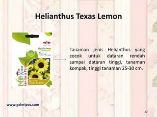 Helianthus Texas Lemon
Tanaman jenis Helianthus yang
cocok untuk dataran rendah
sampai dataran tinggi, tanaman
kompak, tinggi tanaman 25-30 cm.
www.galeripos.com
22
 