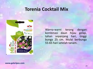 Torenia Cocktail Mix
Warna-warni terang dengan
kombinasi daun hijau gelap,
tahan sepanjang hari, tinggi
bunga 25 cm. Mulai berbunga
55-65 hari setelah tanam.
www.galeripos.com
23
 