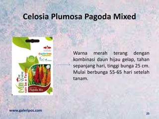 Celosia Plumosa Pagoda Mixed
Warna merah terang dengan
kombinasi daun hijau gelap, tahan
sepanjang hari, tinggi bunga 25 cm.
Mulai berbunga 55-65 hari setelah
tanam.
www.galeripos.com
25
 