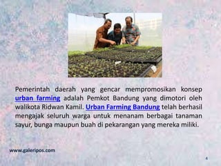 Pemerintah daerah yang gencar mempromosikan konsep
urban farming adalah Pemkot Bandung yang dimotori oleh
walikota Ridwan Kamil. Urban Farming Bandung telah berhasil
mengajak seluruh warga untuk menanam berbagai tanaman
sayur, bunga maupun buah di pekarangan yang mereka miliki.
www.galeripos.com
4
 