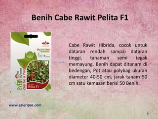 Benih Cabe Rawit Pelita F1
Cabe Rawit Hibrida, cocok untuk
dataran rendah sampai dataran
tinggi, tanaman semi tegak
memayung. Benih dapat ditanam di
bedengan, Pot atau polybag ukuran
diameter 40-50 cm, jarak tanam 50
cm satu kemasan berisi 50 Benih.
www.galeripos.com
9
 