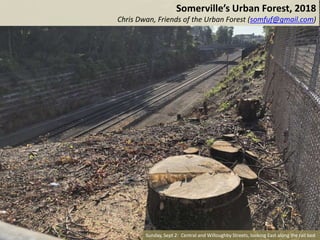Somerville’s Urban Forest, 2018
Chris Dwan, Friends of the Urban Forest (somfuf@gmail.com)
Sunday, Sept 2: Central and Willoughby Streets, looking East along the rail bed
 