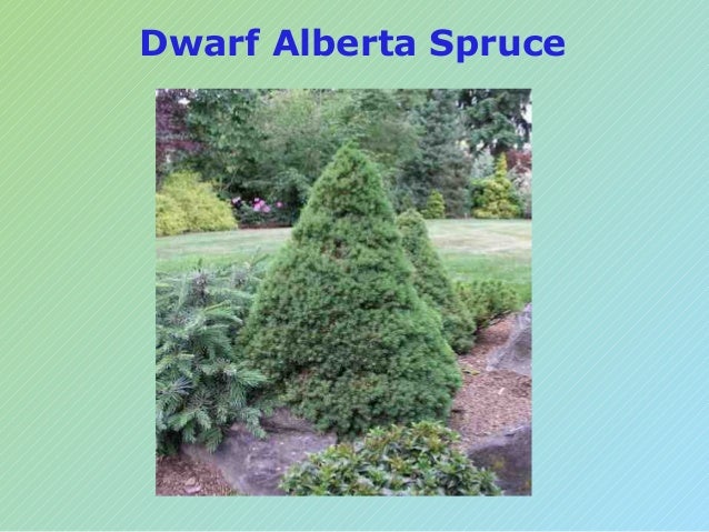 Urban Gardening For Dummies